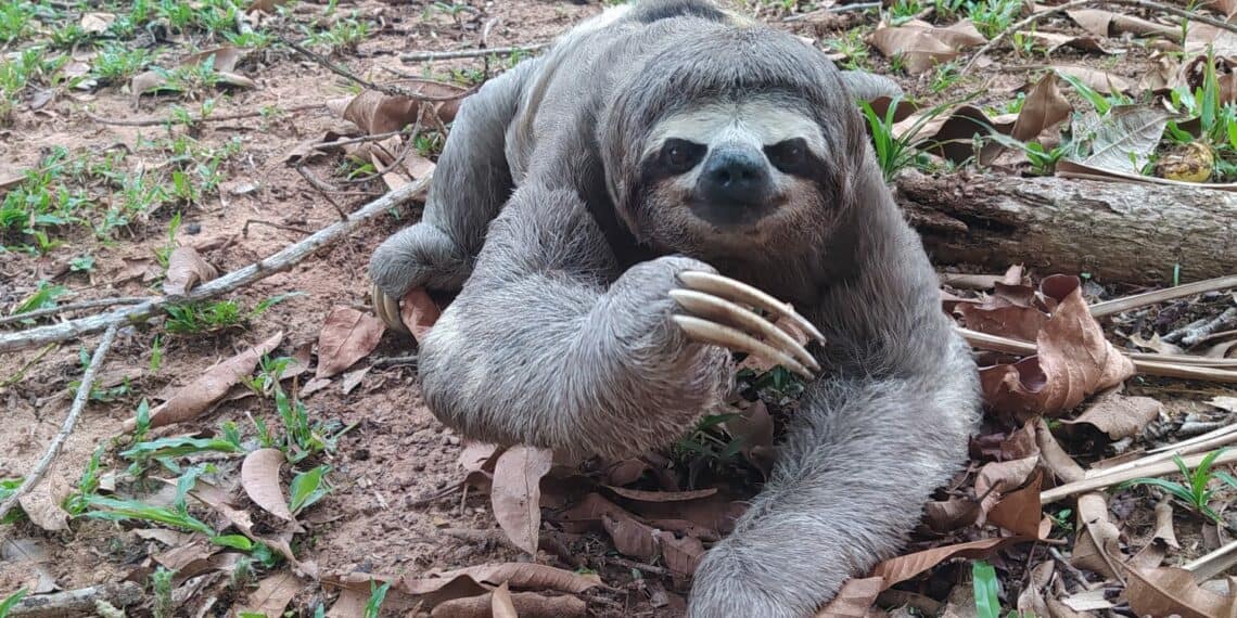 preguia-e1663950935669-1140x570