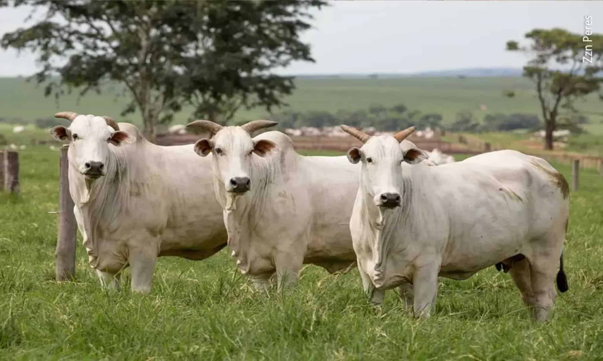 23 Imagem: ilustrativa