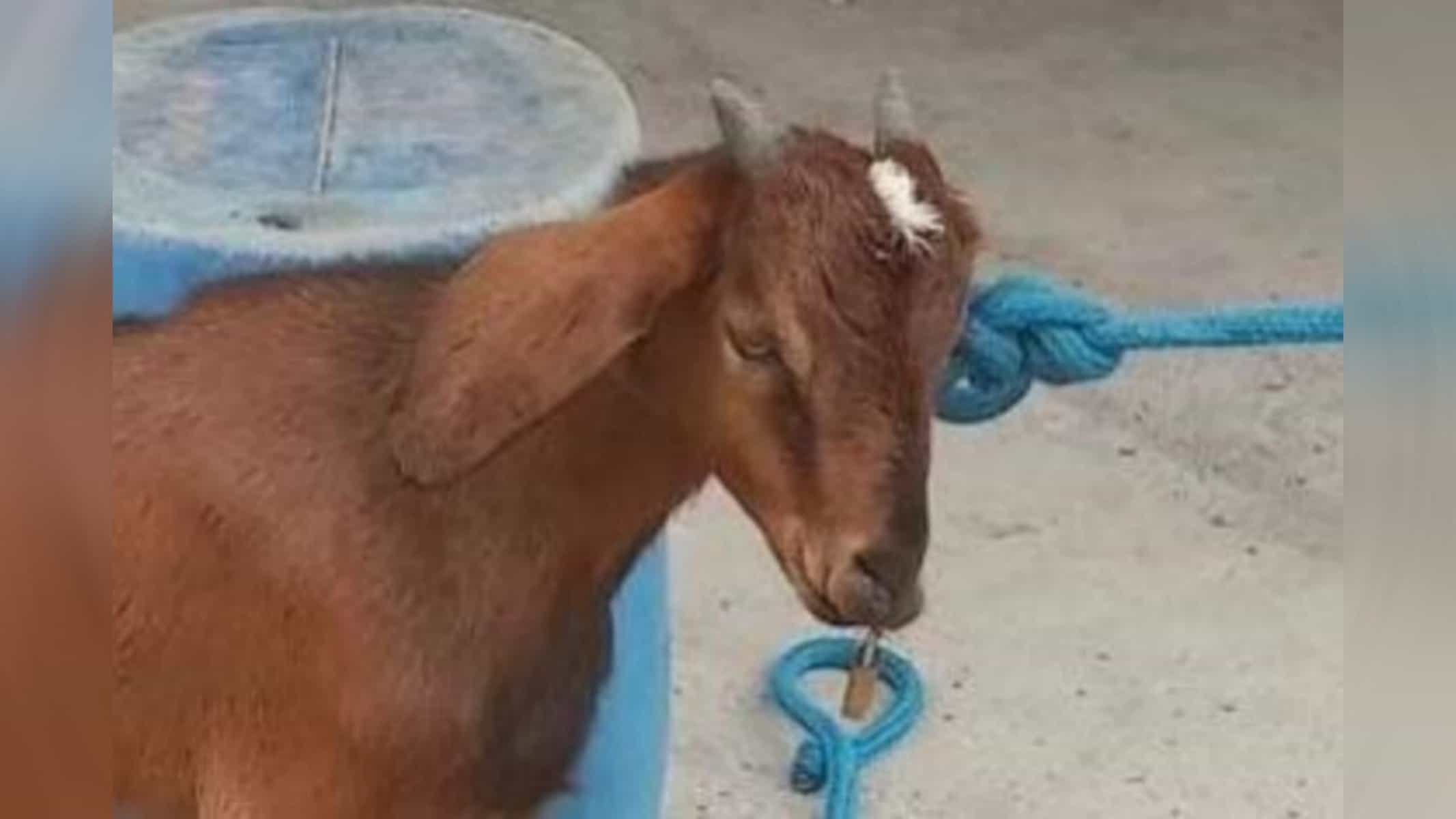 Bode estava amarrado em quintal de casa.