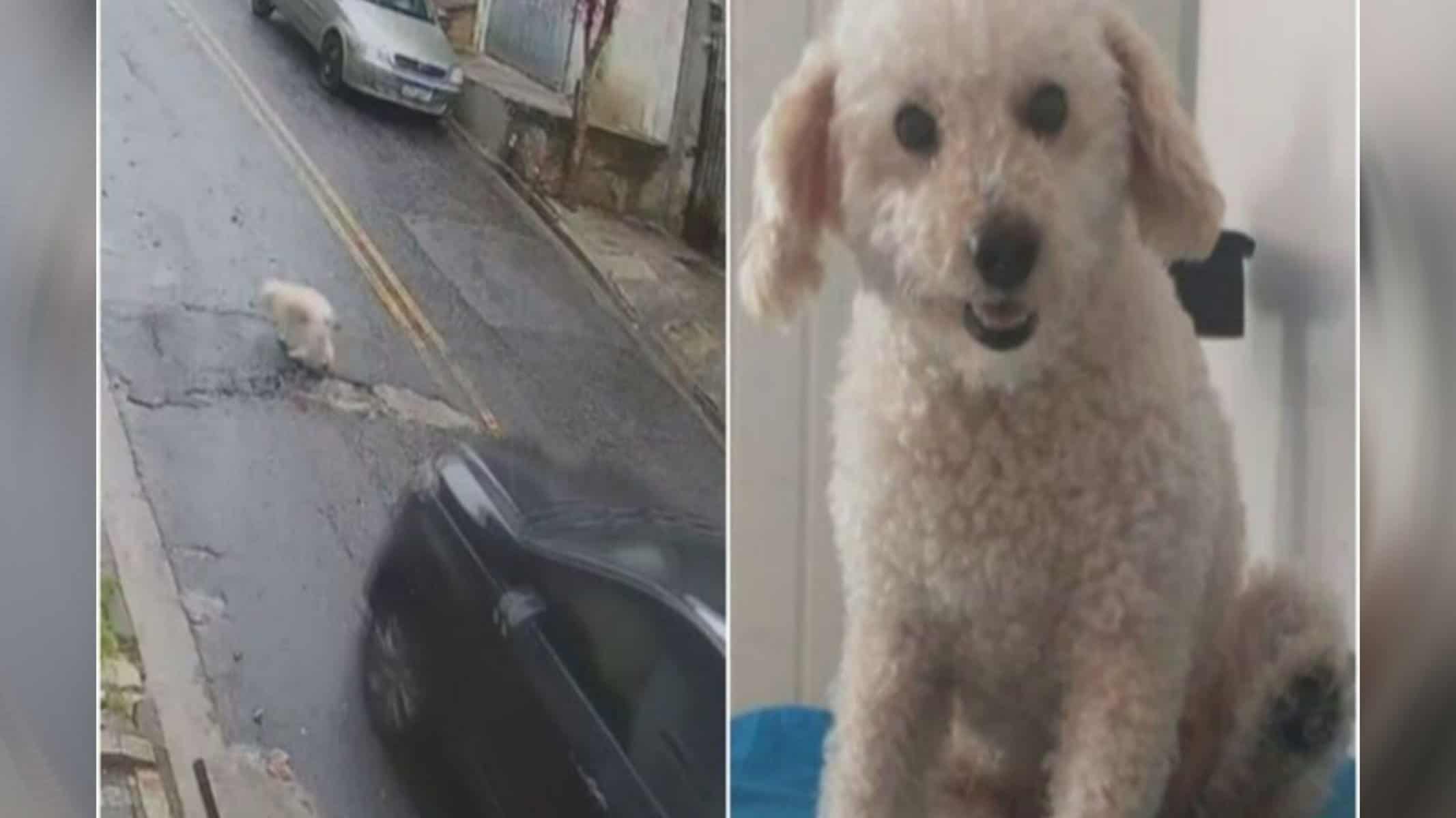 Willy, que morreu após ser atropelado no ABC
DIVULGAÇÃO