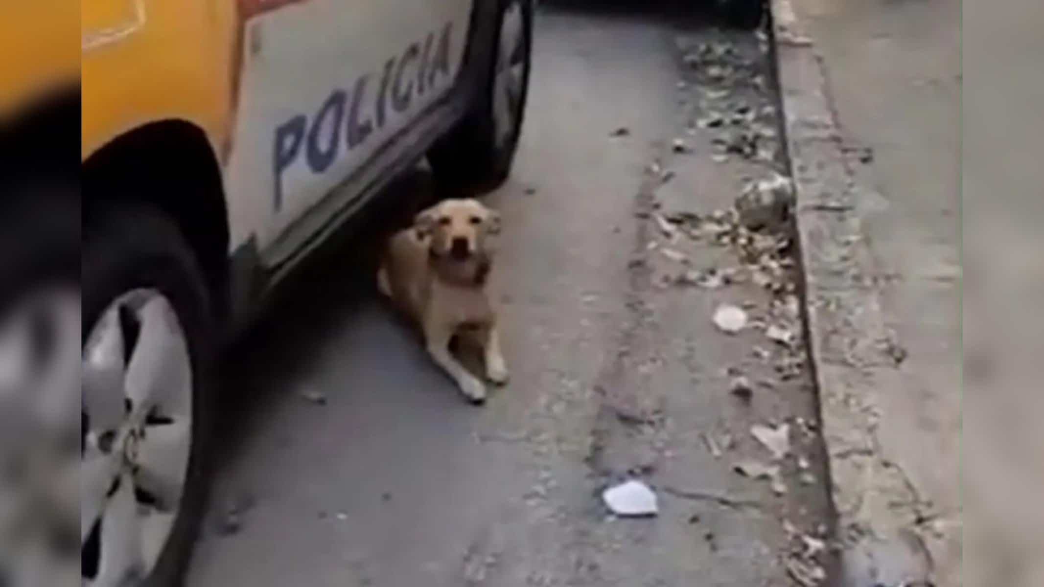 Picsart_22-10-11_19-36-05-194 Animalzinho enfrentou os militares e impossibilitou eles entrarem na viatura — Foto: Reprodução / Redes sociais