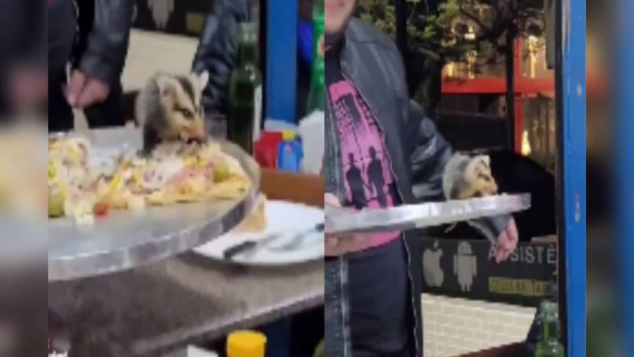 (Foto: Reprodução – TikTok @pedrobeloni)