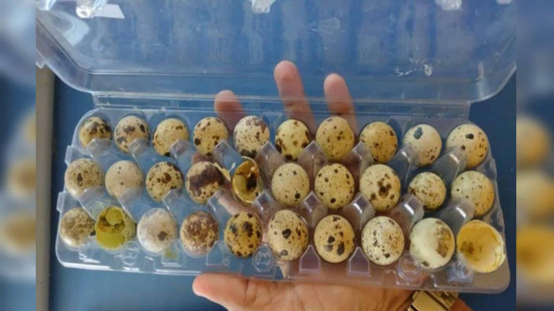 Codornas nascem em prateleira de mercado após ovos eclodirem por alta temperatura no Piauí — Foto: Arquivo Pessoal