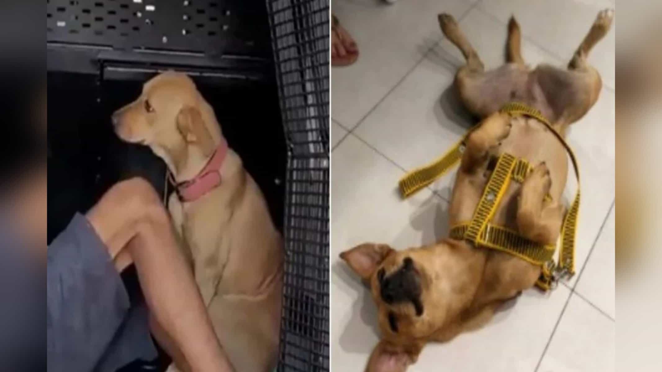 Vídeo da cadelinha tentando proteger o tutor de policiais viralizou nessa semana (Reprodução + Fabrício Simas/Arquivo pessoal)