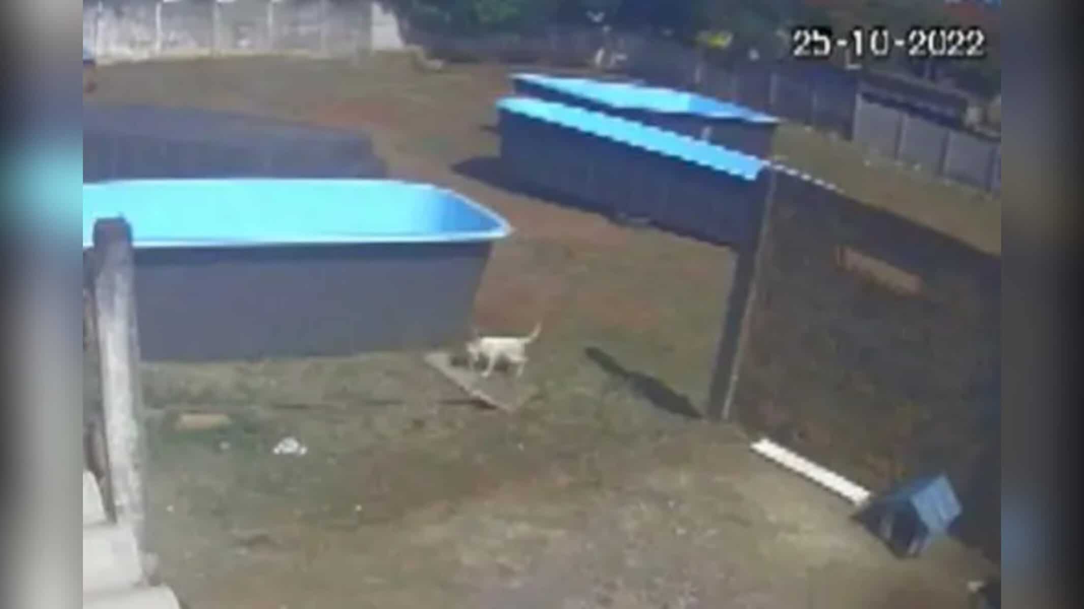 Picsart_22-10-26_17-38-38-588 Cadela encontra sacola com arma e leva para o dono. | Foto: