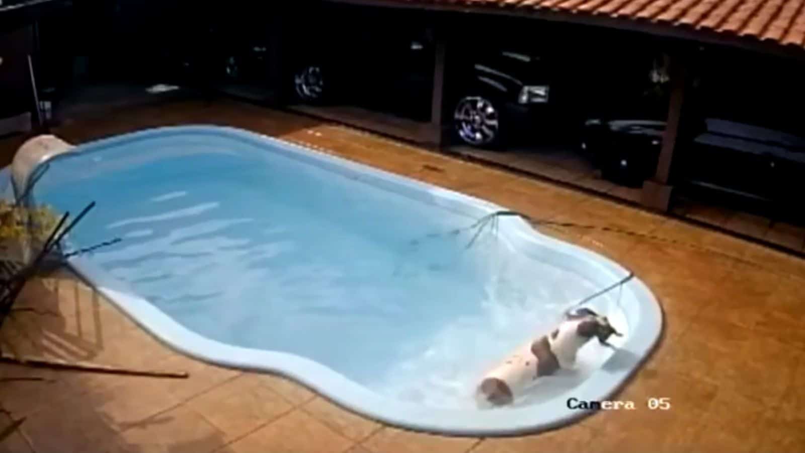 Pitbull-salva-chiuaua Pitbull-salva-chiuaua