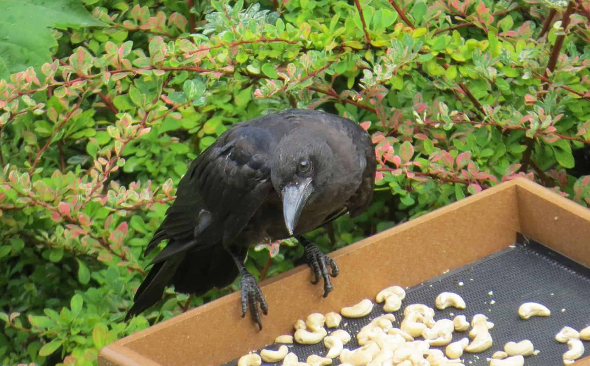 menina-amiga-corvos-presentes-gabi-mann-20122018165118306