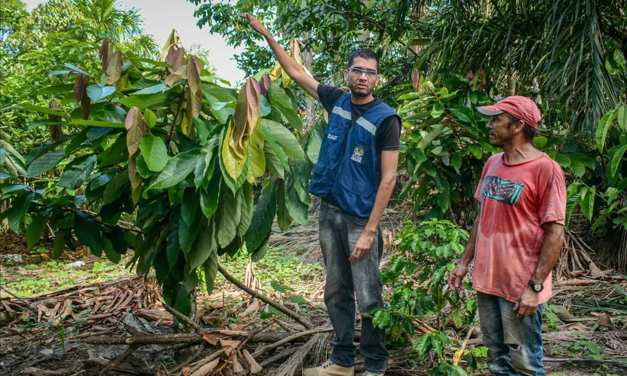 Técnico do Idaf visita produtor de cupuaçu no município de Mâncio Lima. Foto: Marcos Santos/Secom
