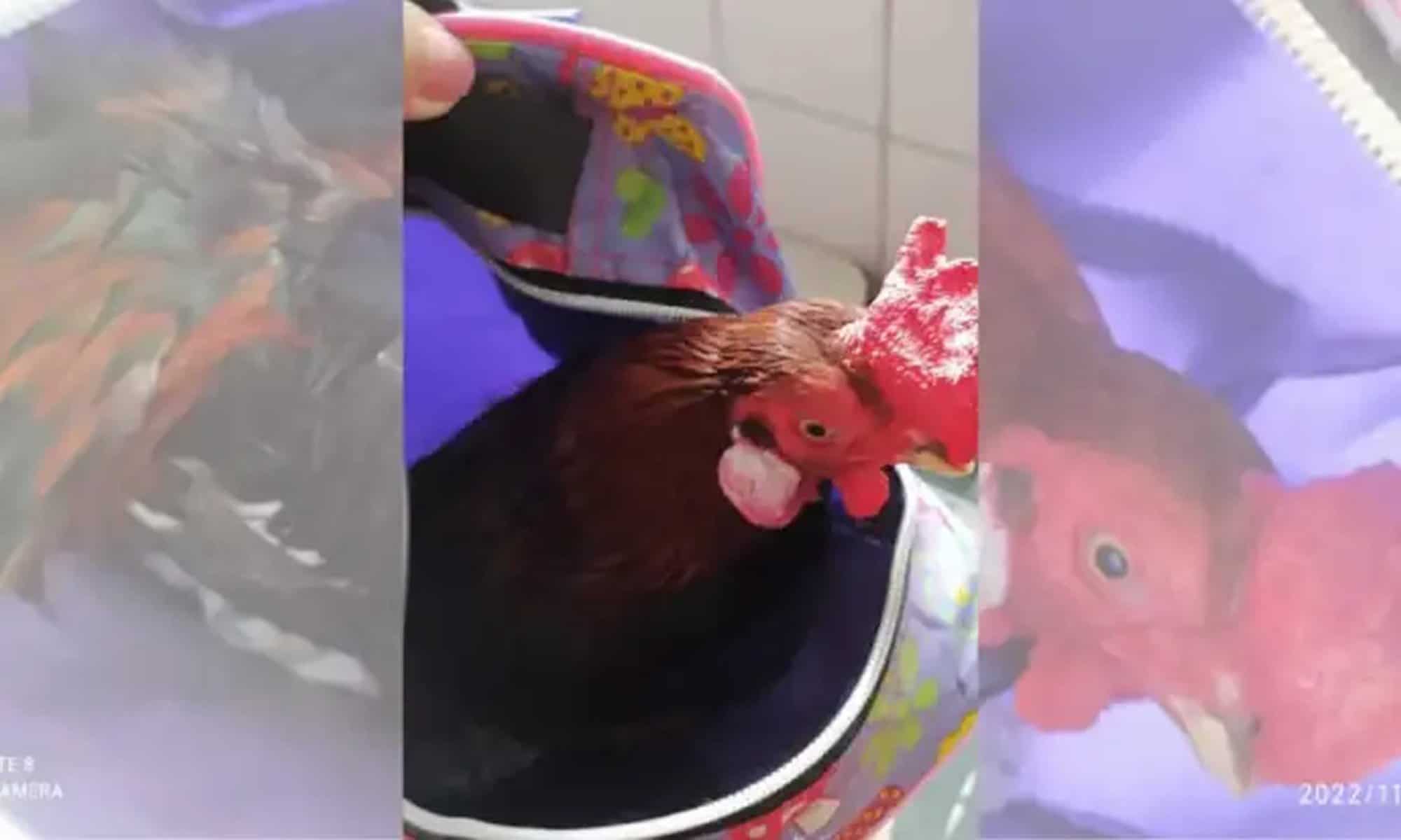 17 Foto: reprodução