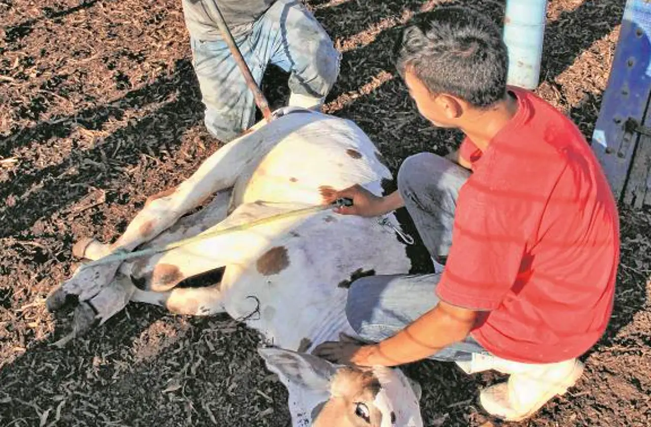 Gado-marcado-ferro-HONORIO-BARBOSA Gado-marcado-ferro-HONORIO-BARBOSA