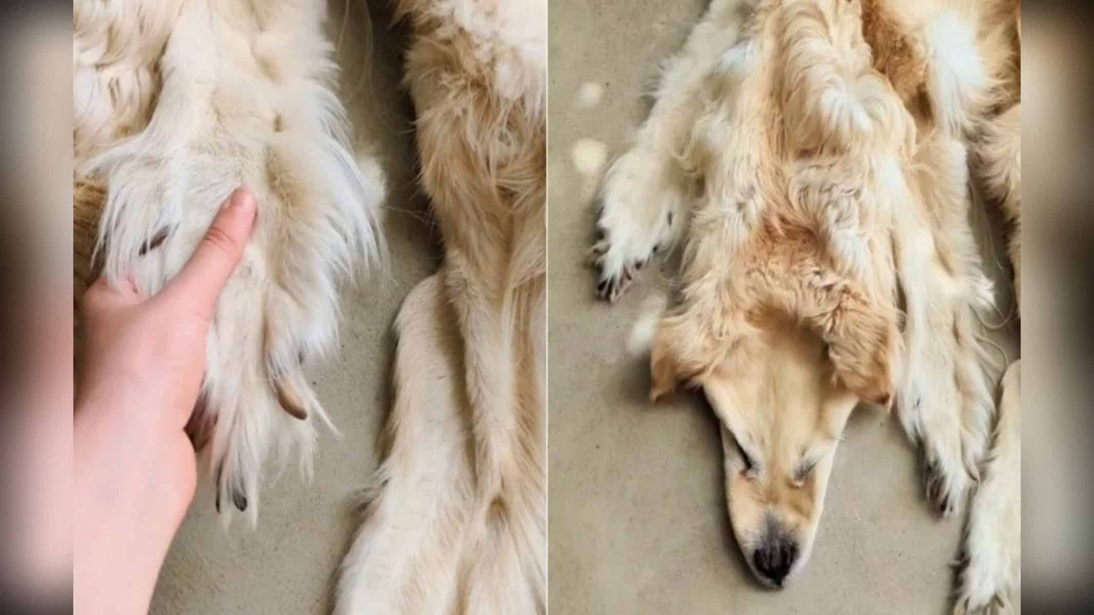 Cachorro de estimação morto acabou transformado em tapete na Austrália
MONTAGEM/R7, COM REPRODUÇÃO/INSTAGRAM/@CHIMERATAXIDERMY