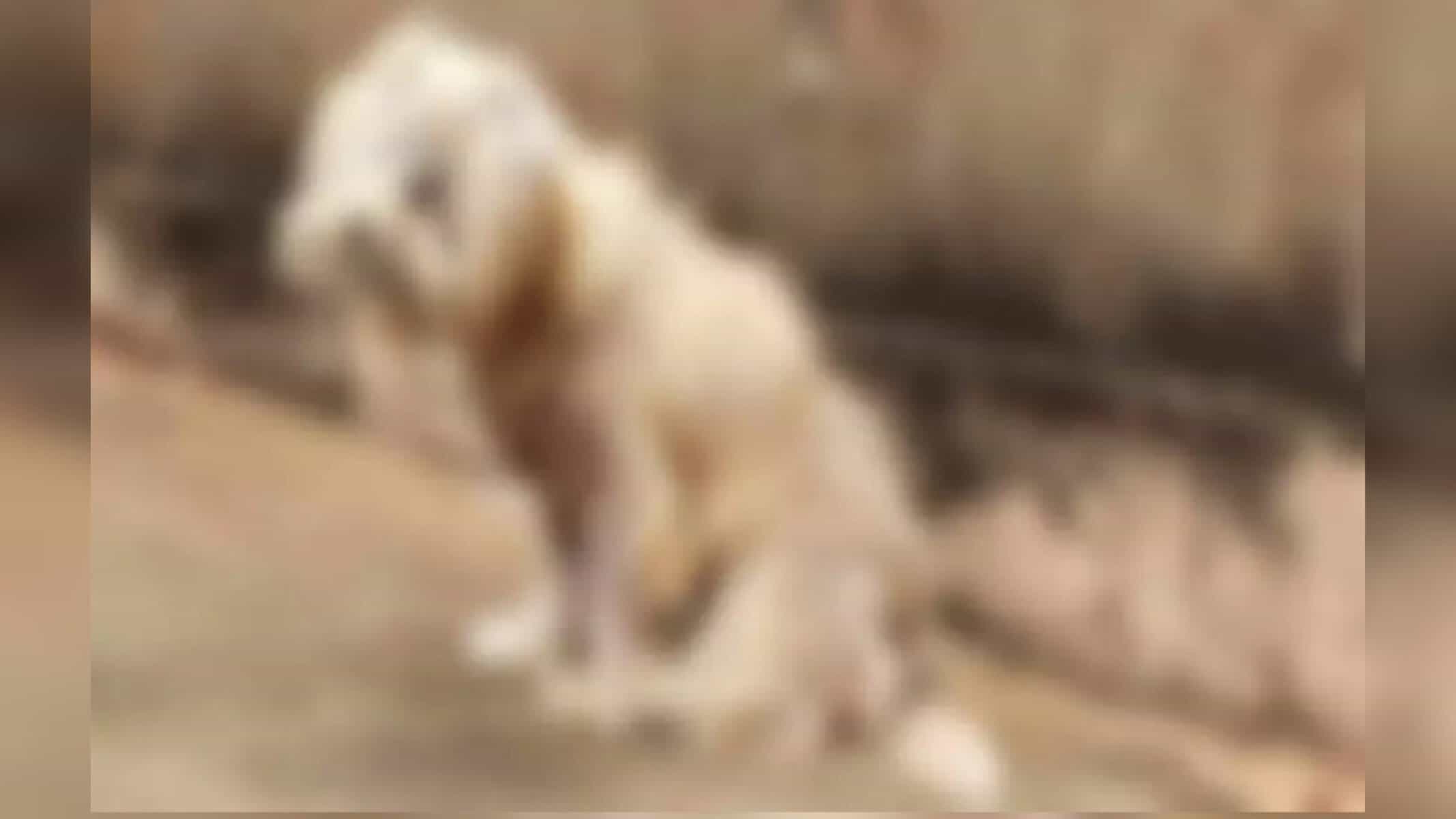 Lola foi resgatada em situação de maus-tratos - Foto: Mirian Machado/Midiamax