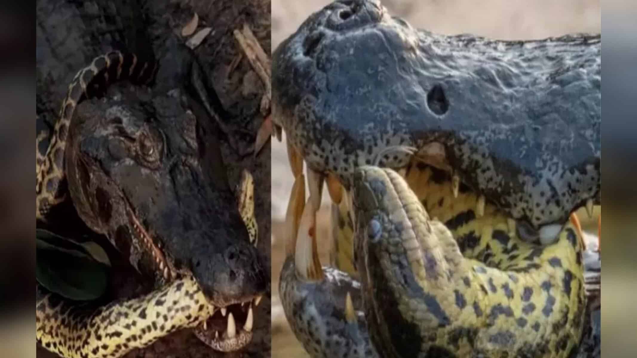 Picsart_22-11-11_20-05-29-953 Ataque de jacaré a sucuri impressiona pela brutalidade - (Fotos: Benjamin James)