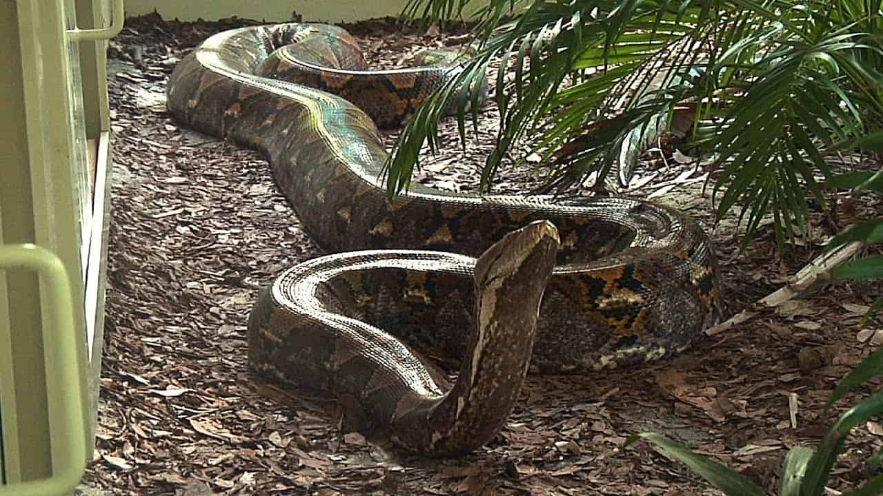 cobra-serpente-gigantesca-solta-01072019150141720