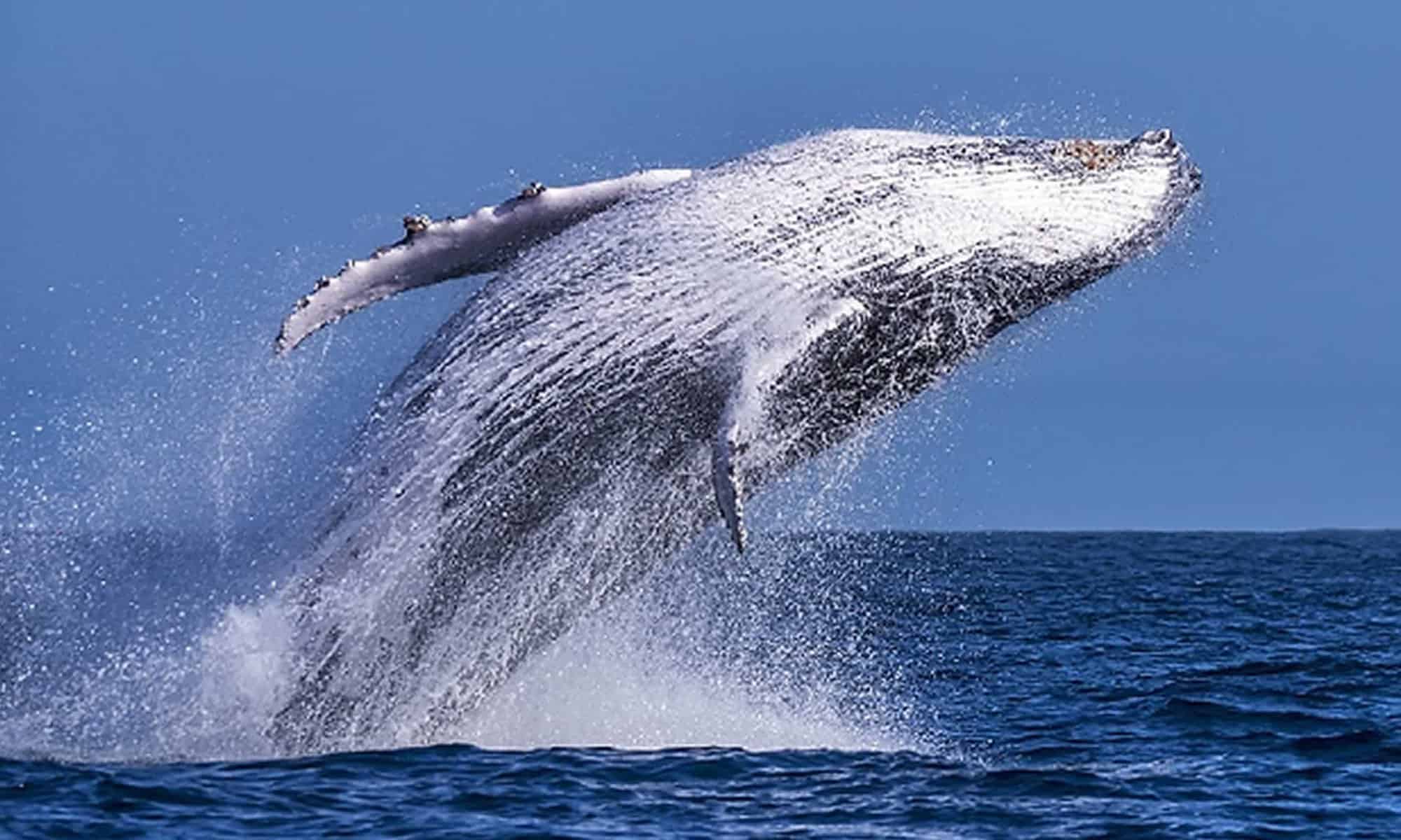 04 Foto: reprodução