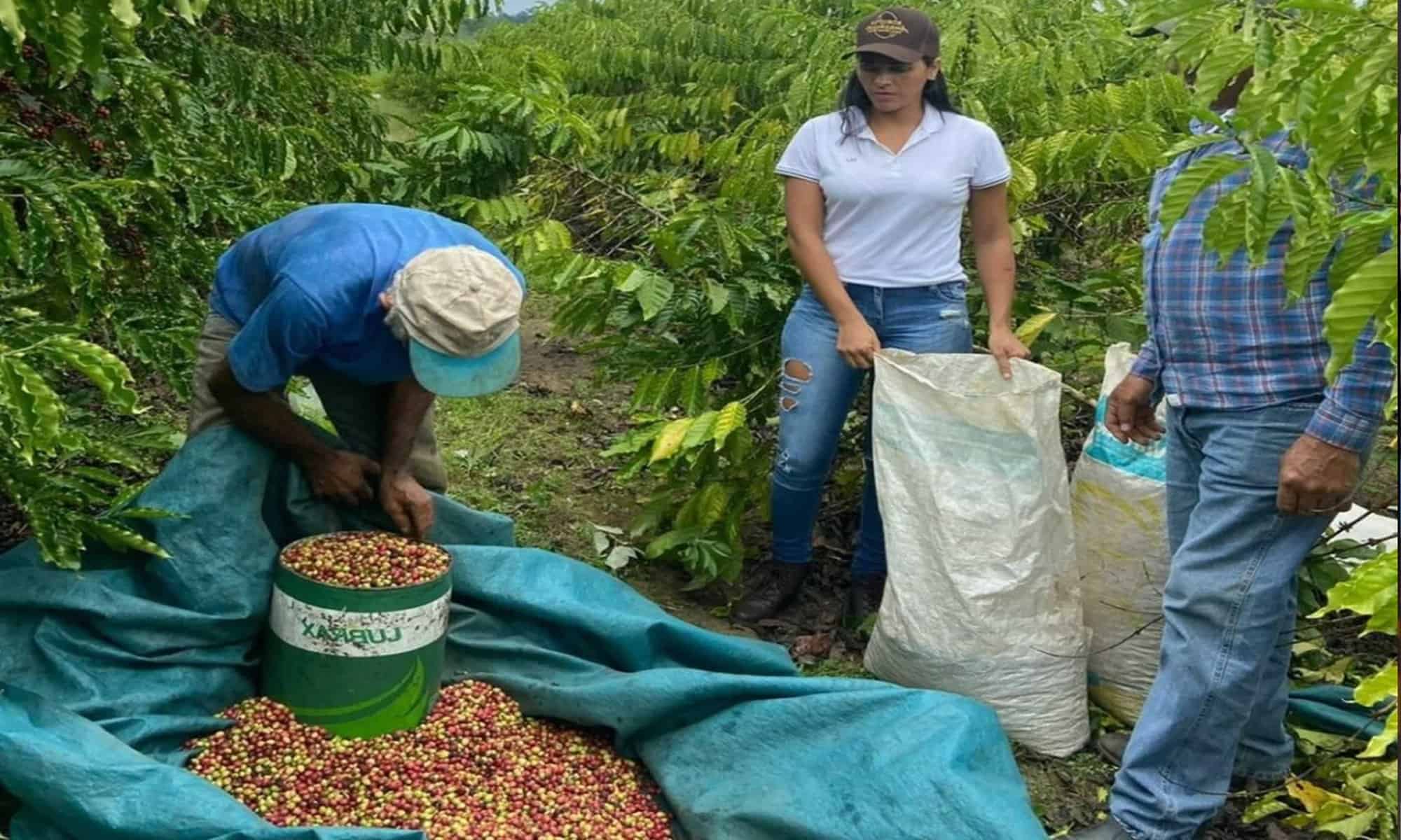 10 Os cafeicultores aprendem técnicas desde o preparado da área até a colheita e pós-colheita. Foto: ilustrativa/acerco da Sepa