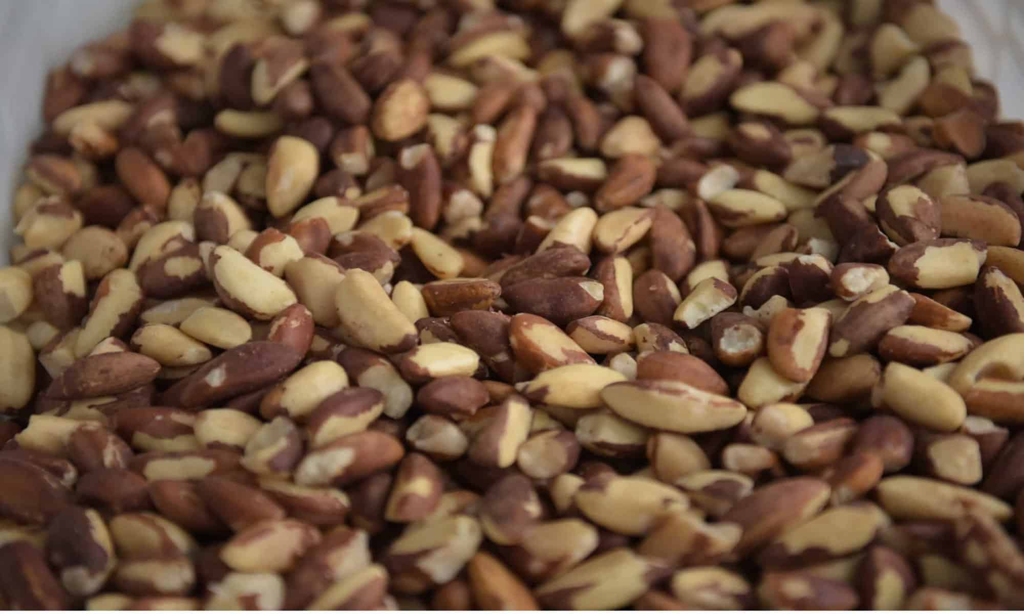 14 Castanha foi um dos principais produtos exportados pelo Acre. Foto: Diego Gurgel/Secom