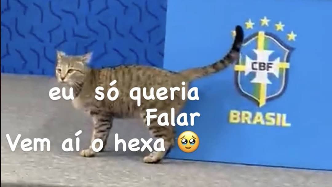 meme-gato (1) Foto: Divulgação