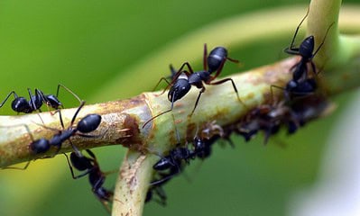 Formigas. Foto: Sandeep Handa/Pixabay Formigas. Foto: Sandeep Handa/Pixabay