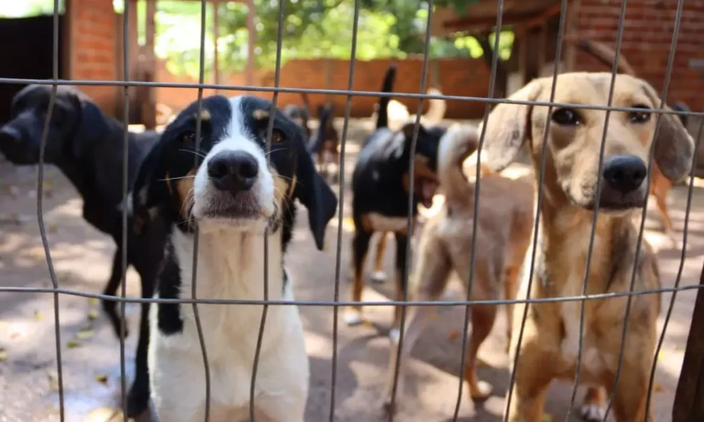 ENVENENAMENTO_CACHORRO_UMUARAMA-2