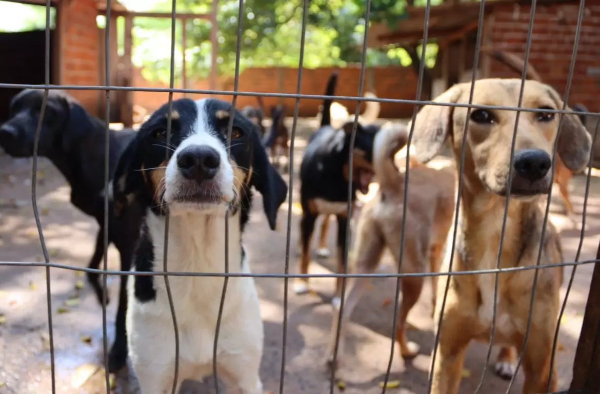 ONG que cuida de animais abandonados no AC tem dívida de R$ 31 mil e pode fechar por falta de doações