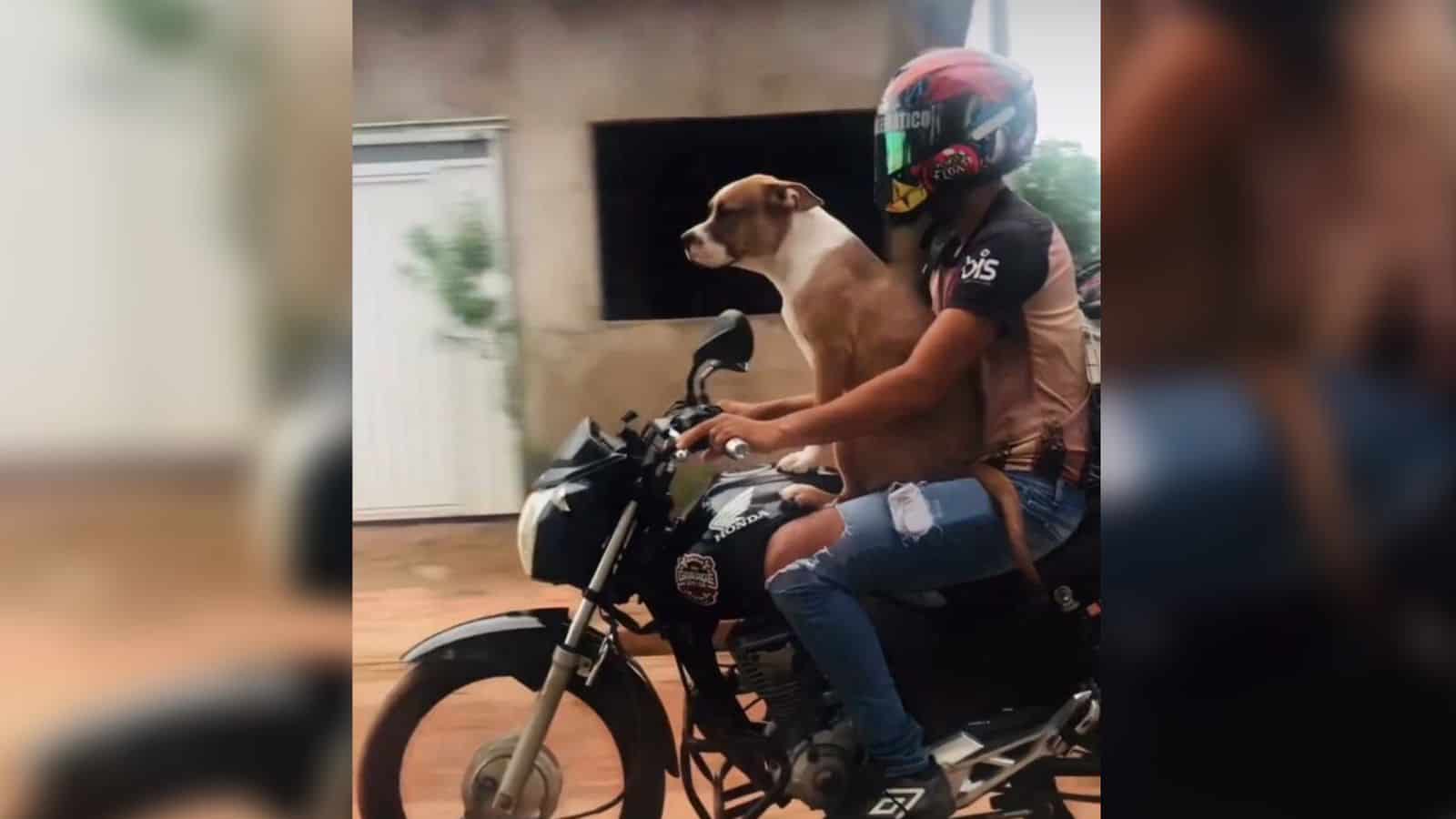 Jornalista flagra cachorro andando de moto em Rio Branco; veja o vídeo