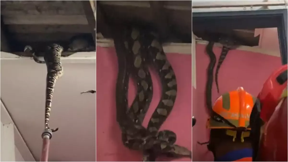 VÍDEO: Ninho de cobras gigantes é encontrado em teto de imóvel (Foto: reprodução/redes sociais)