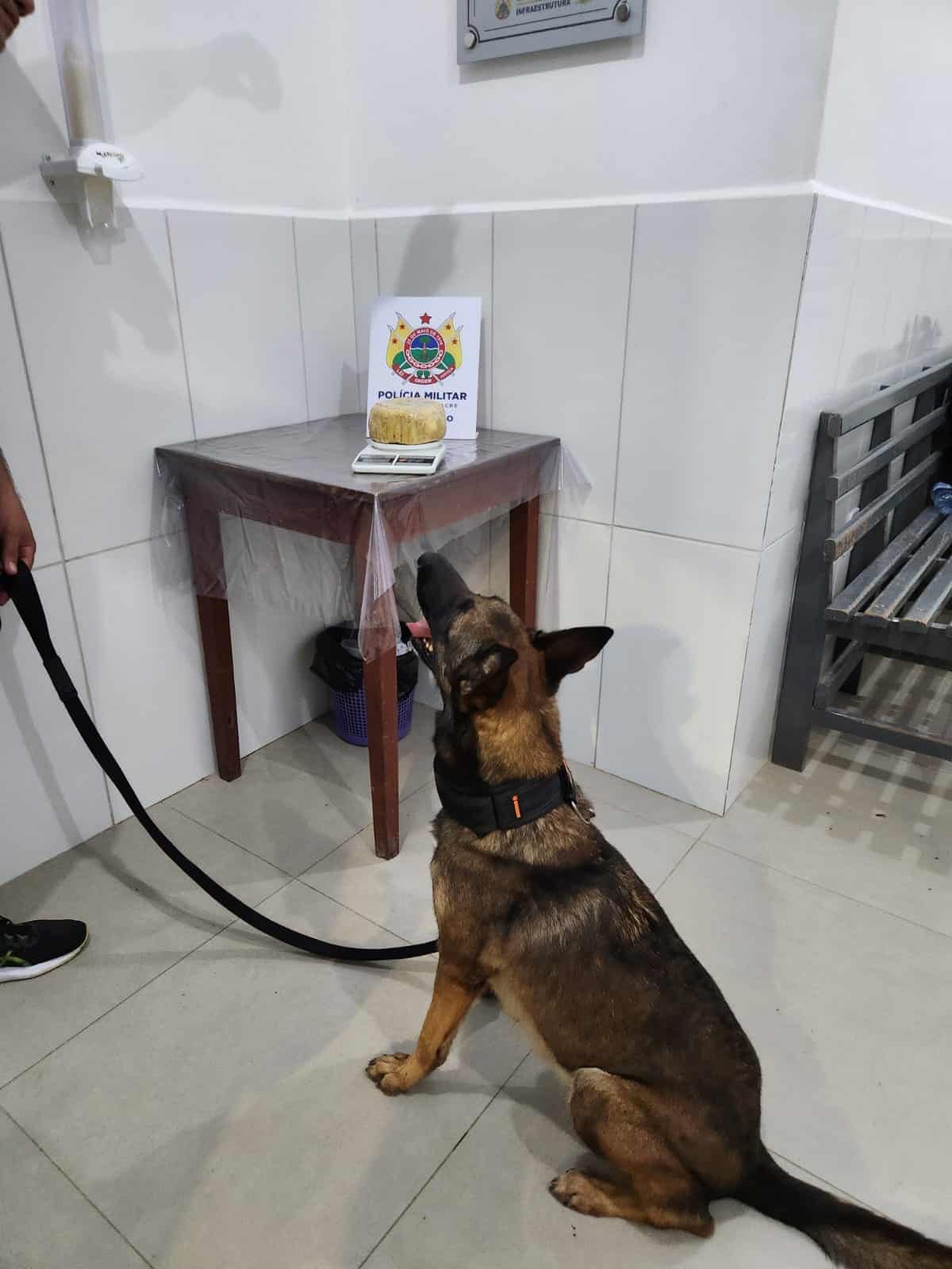 Com cadela farejadora, PM do AC apreende drogas em Tarauacá