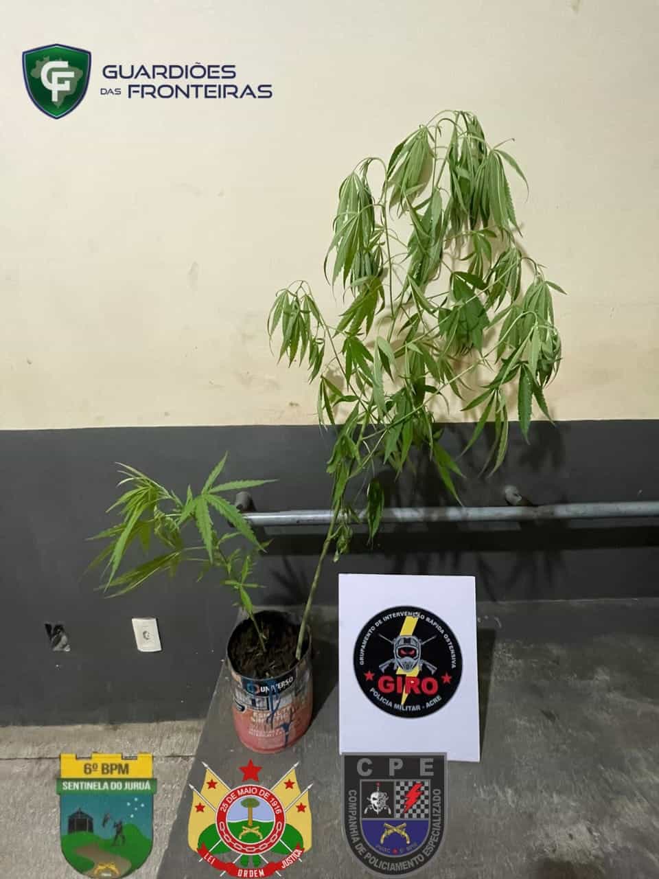 Adolescente é detido pela PM cultivando Cannabis em Cruzeiro