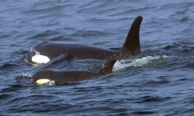 WhatsApp Image 2023-05-20 at 08.29.36