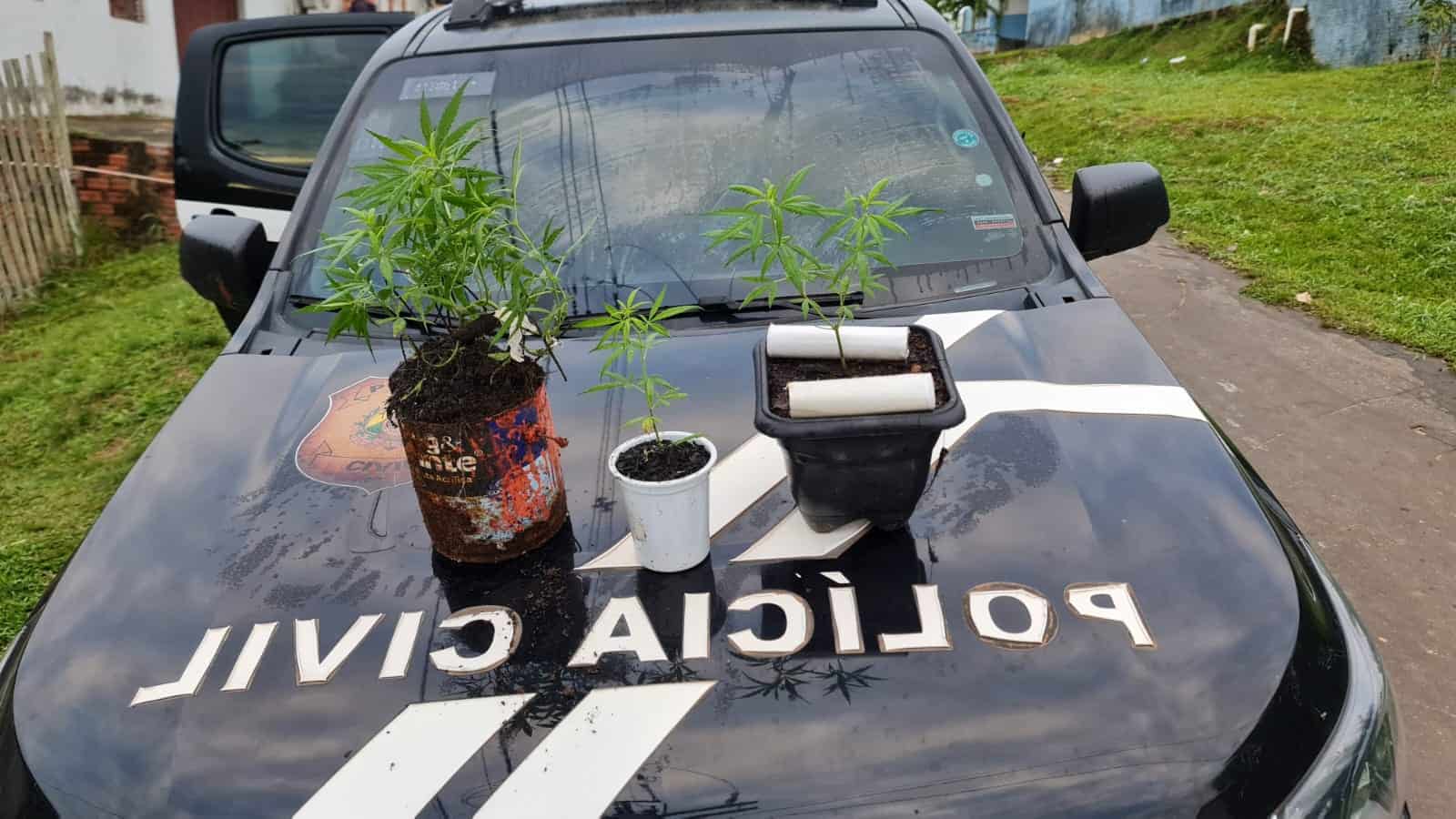 Polícia captura traficante que cultivava maconha no quintal de casa, em Cruzeiro