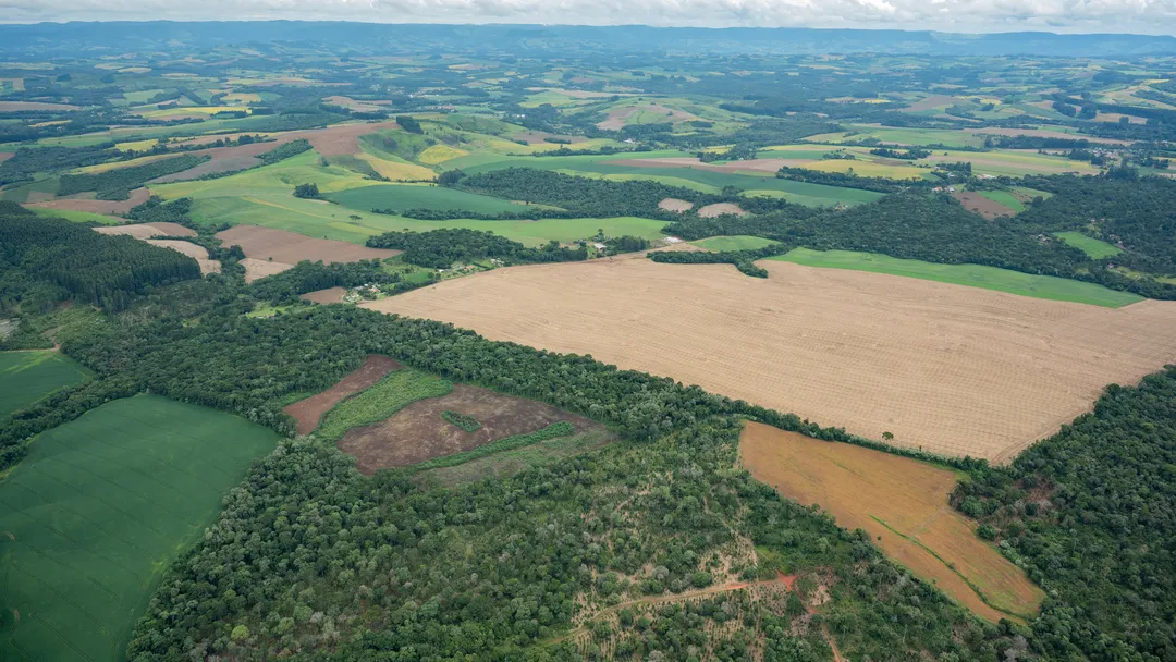 Ambientalistas criticam uma MP que pode aumentar desmatamento na Mata Atlântica