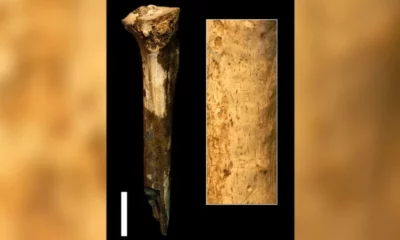 230626103909-04-ancient-human-relatives-butchered-one-another-tibia (1)