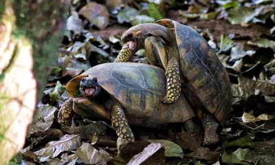 JABUTI-ACASALA-jpeg JABUTI-ACASALA-jpeg