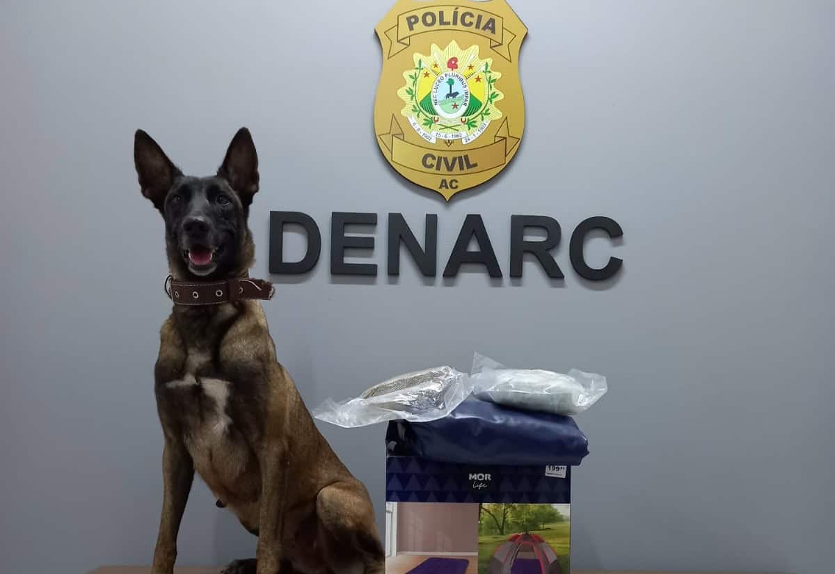 Cão auxilia na apreensão de 2kg de entorpecentes escondidos