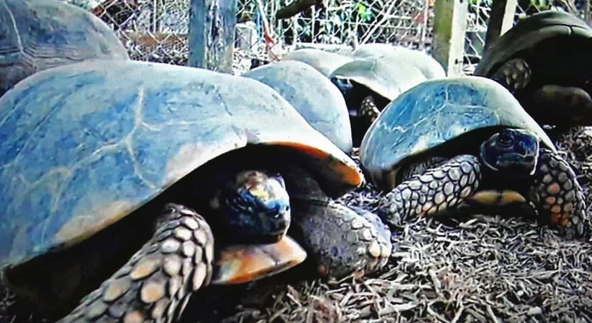 Veado e cotia também foram alvos de tentativa de furto no Parque Chico Mendes