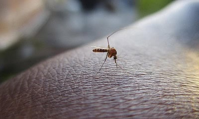 dengue-mosquito-750x500