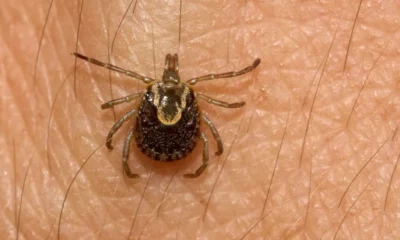 galeria_febre_maculosa_08 galeria_febre_maculosa_08