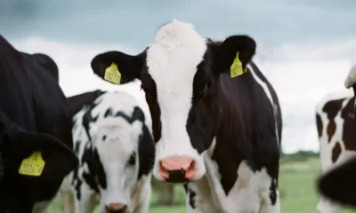 jakob-cotton-K1hwkV5GPl0-unsplash