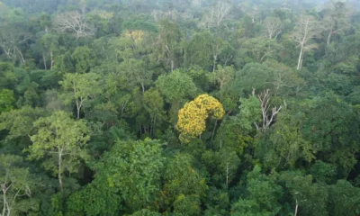 Arvore_se_destaca_na_Floresta_Amazonica