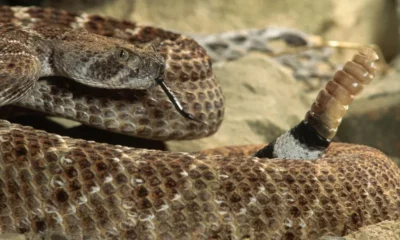 GettyImages-520070492 (1)