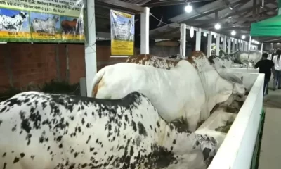 NELORES–jpg NELORES--jpg