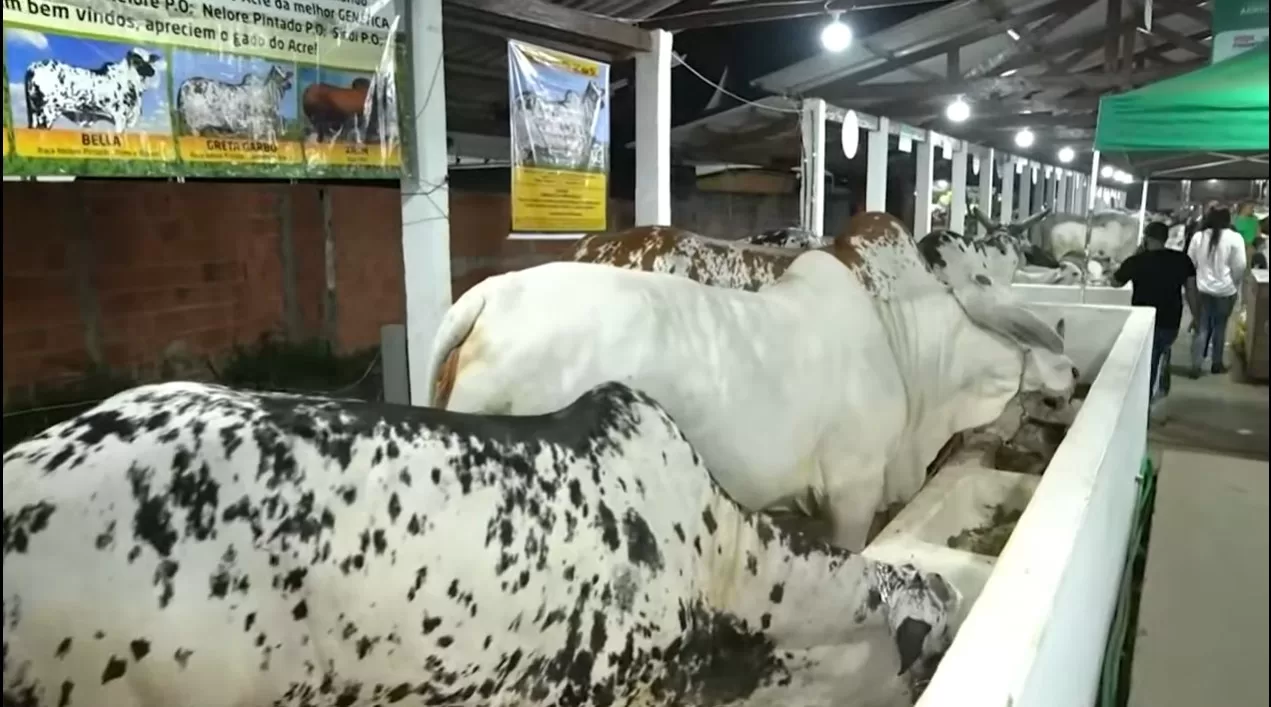 Exposição de animais continua sendo tradição com nelores acima de uma tonelada