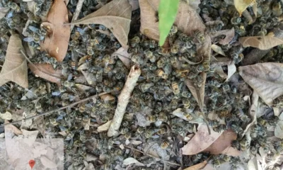 abelhas-sorriso-resultado abelhas-sorriso-resultado