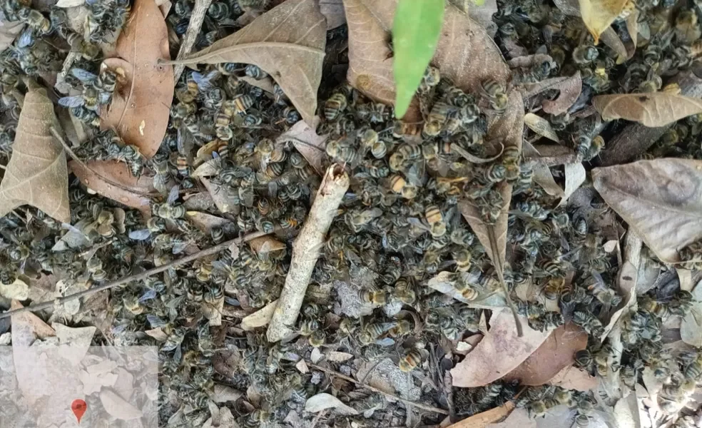 abelhas-sorriso-resultado abelhas-sorriso-resultado