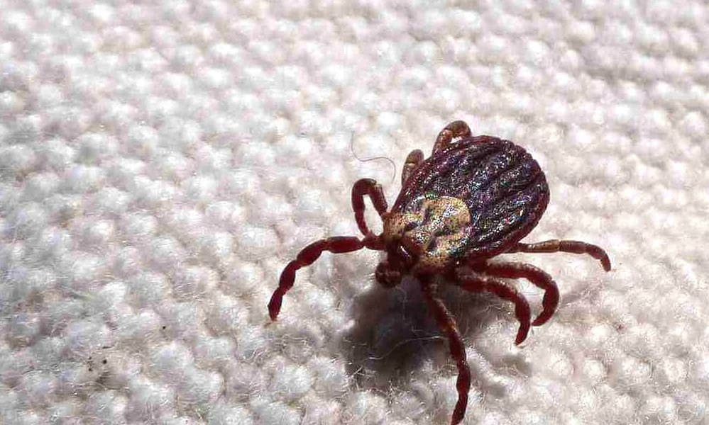 carrapato-aa-1-compressed Carrapato-estrela, principal vetor da Febre Maculosa. Foto: Prefeitura de Jundiaí