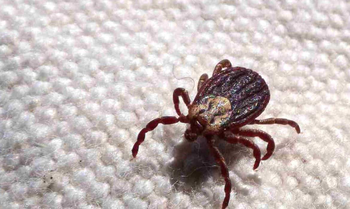 Anvisa aprova registro de kit para análise de febre maculosa