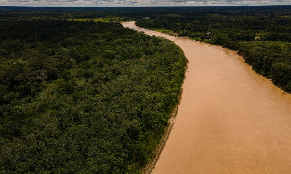 Floresta-Alexandre–1536×863 Floresta-Alexandre--1536x863