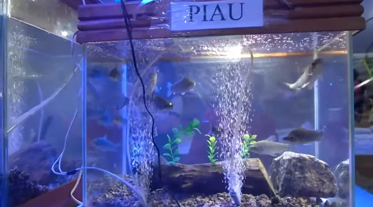 Estande da piscicultura demonstra trabalho feito pelo Sebrae com produtores do estado