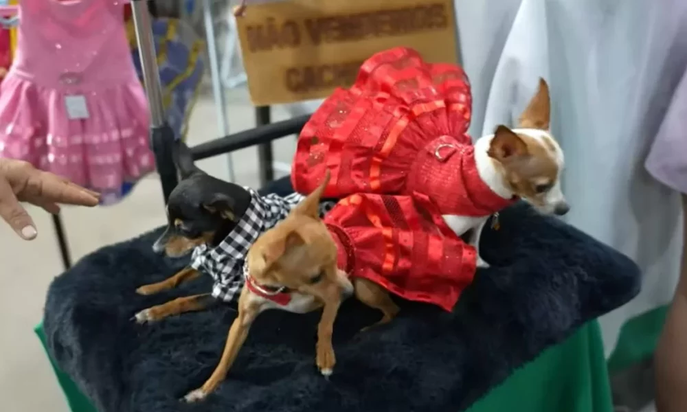 ROUPA-PET–jpg ROUPA-PET--jpg